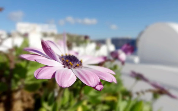 daisy nature HD Desktop Wallpaper | Background Image