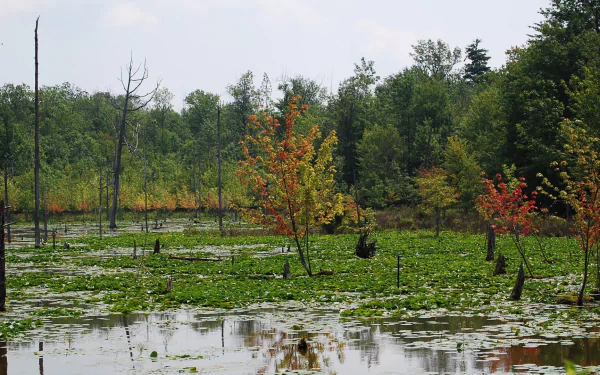  Colorful Swamp
