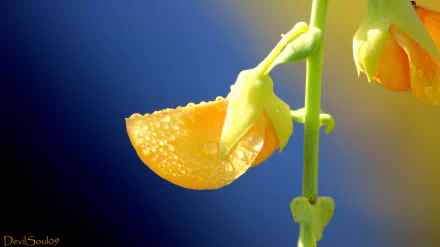 Close-up of a delicate flower petal adorned with glistening dew drops against a vibrant blue and yellow background, captured in HD for a nature-themed desktop wallpaper.