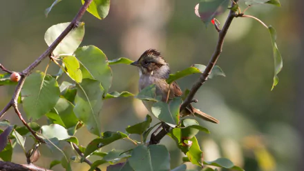 HD PC desktop wallpaper/background showing a swamp sparrow perched among sunlit green leaves in a marsh — close-up animal wildlife photo.