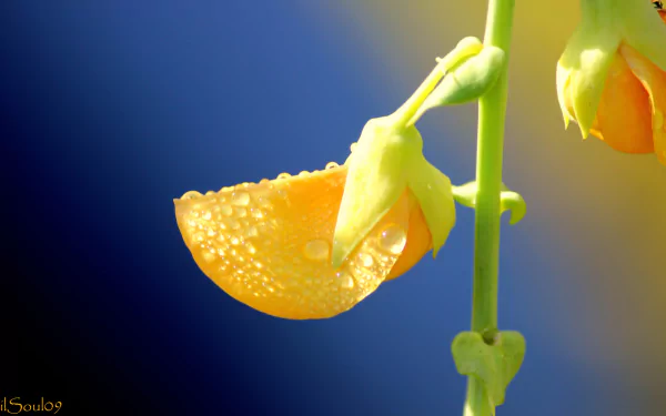 dew nature flower HD Desktop Wallpaper | Background Image
