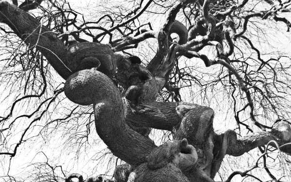 nature twisted tree HD Desktop Wallpaper | Background Image