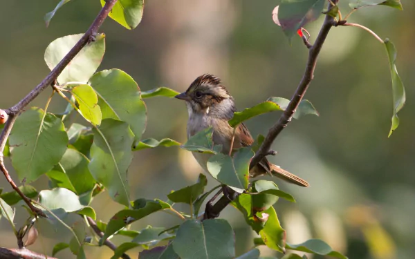 HD PC desktop wallpaper/background showing a swamp sparrow perched among sunlit green leaves in a marsh — close-up animal wildlife photo.