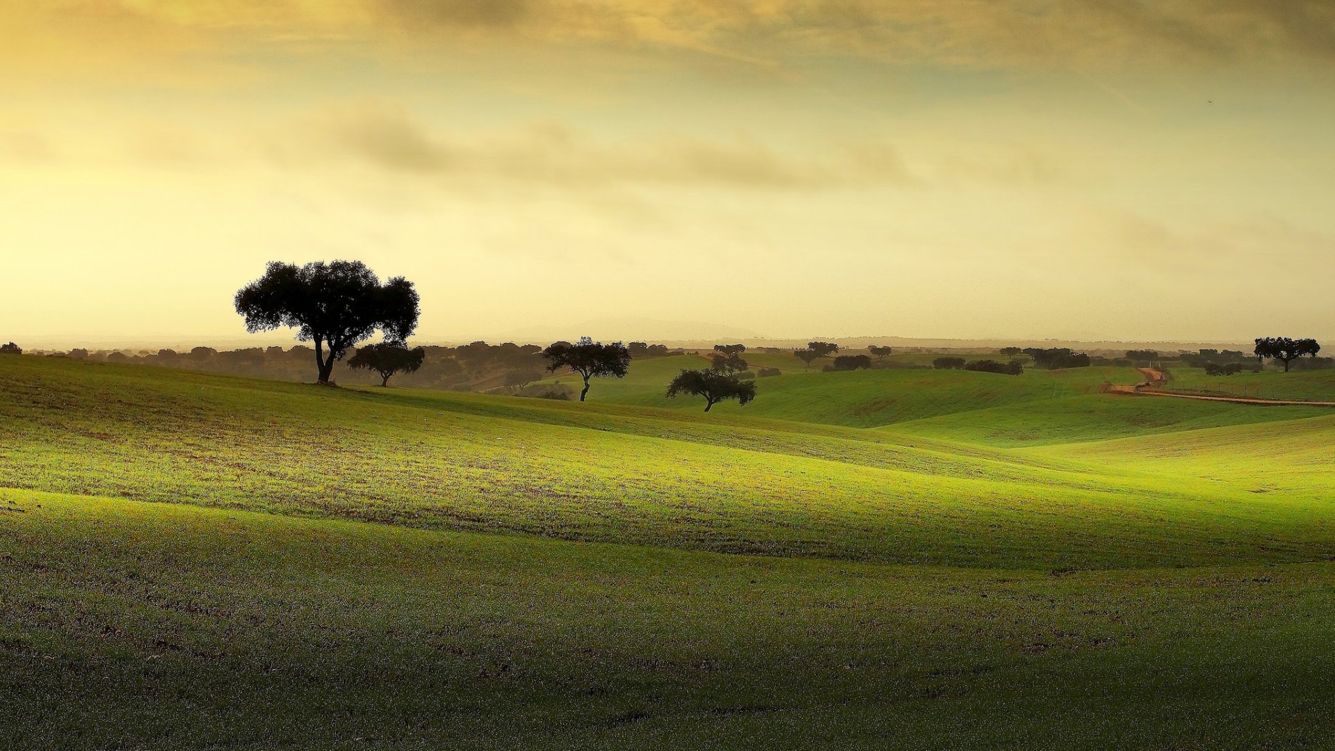 Nature Field HD Wallpaper
