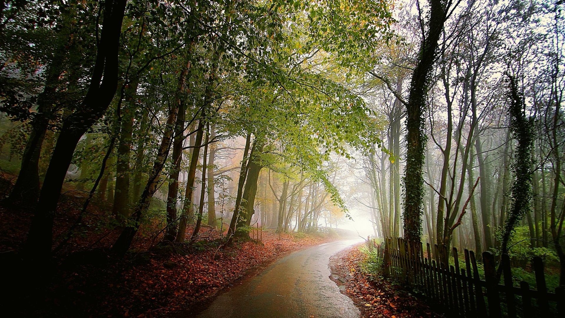 A serene, winding road through a lush forest, shrouded in mist, framed by vibrant autumn foliage. An evocative HD wallpaper for a tranquil desktop background.