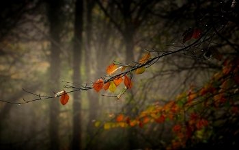 HD Wallpaper | Background Image ID:491150