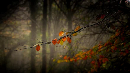 A close-up of autumn leaves in shades of orange and yellow clinging to a branch, set against a misty forest backdrop, capturing the essence of nature in fall.