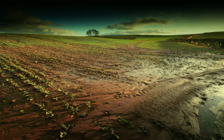 nature Muddy Field HD Desktop Wallpaper | Background Image