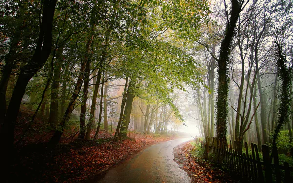 A serene, winding road through a lush forest, shrouded in mist, framed by vibrant autumn foliage. An evocative HD wallpaper for a tranquil desktop background.
