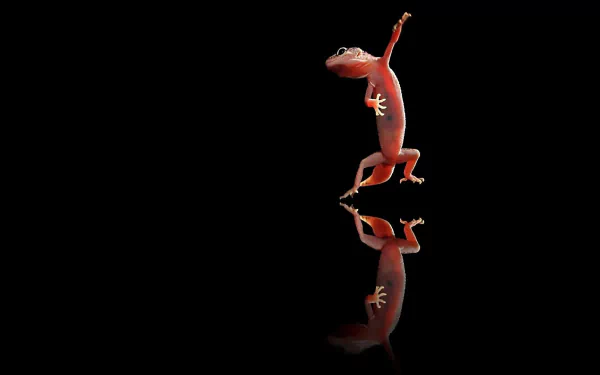 HD desktop wallpaper featuring a vivid gecko standing on a reflective surface against a black background, highlighting its vibrant colors and details.
