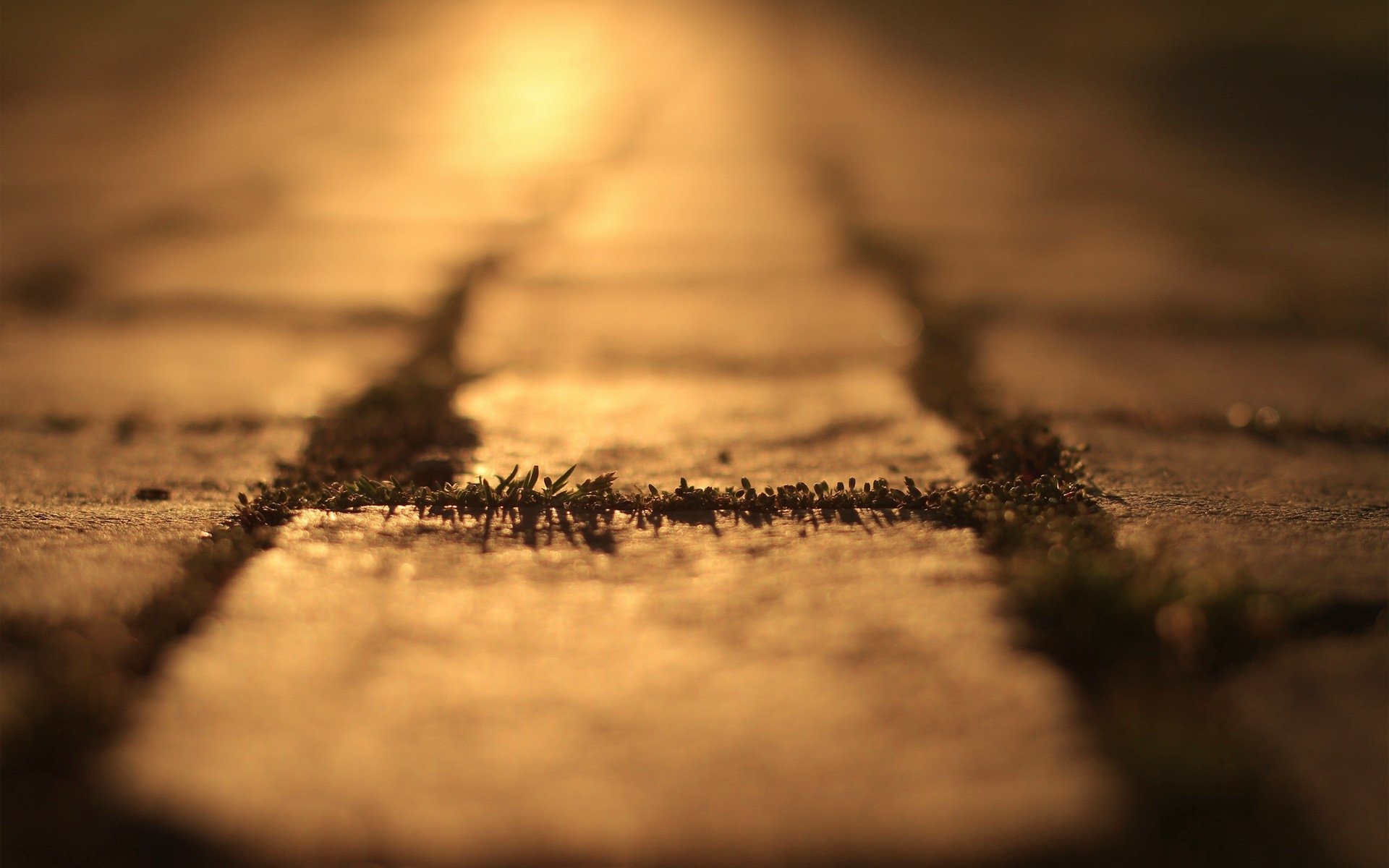 Close-up of a sunlit road with grass in the cracks, serving as an atmospheric HD desktop wallpaper.