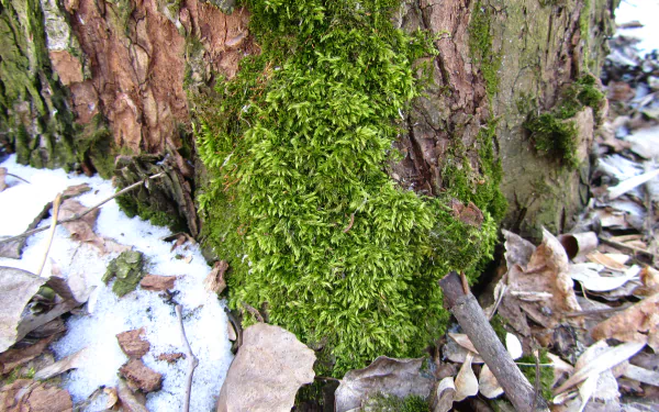 nature moss HD Desktop Wallpaper | Background Image