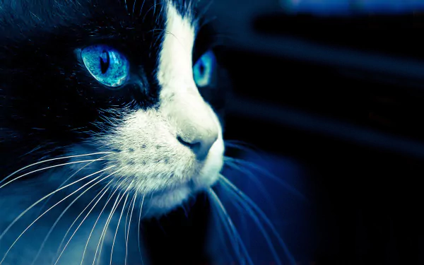 HD desktop wallpaper featuring a close-up of a cat with striking blue eyes on a blue-toned background.
