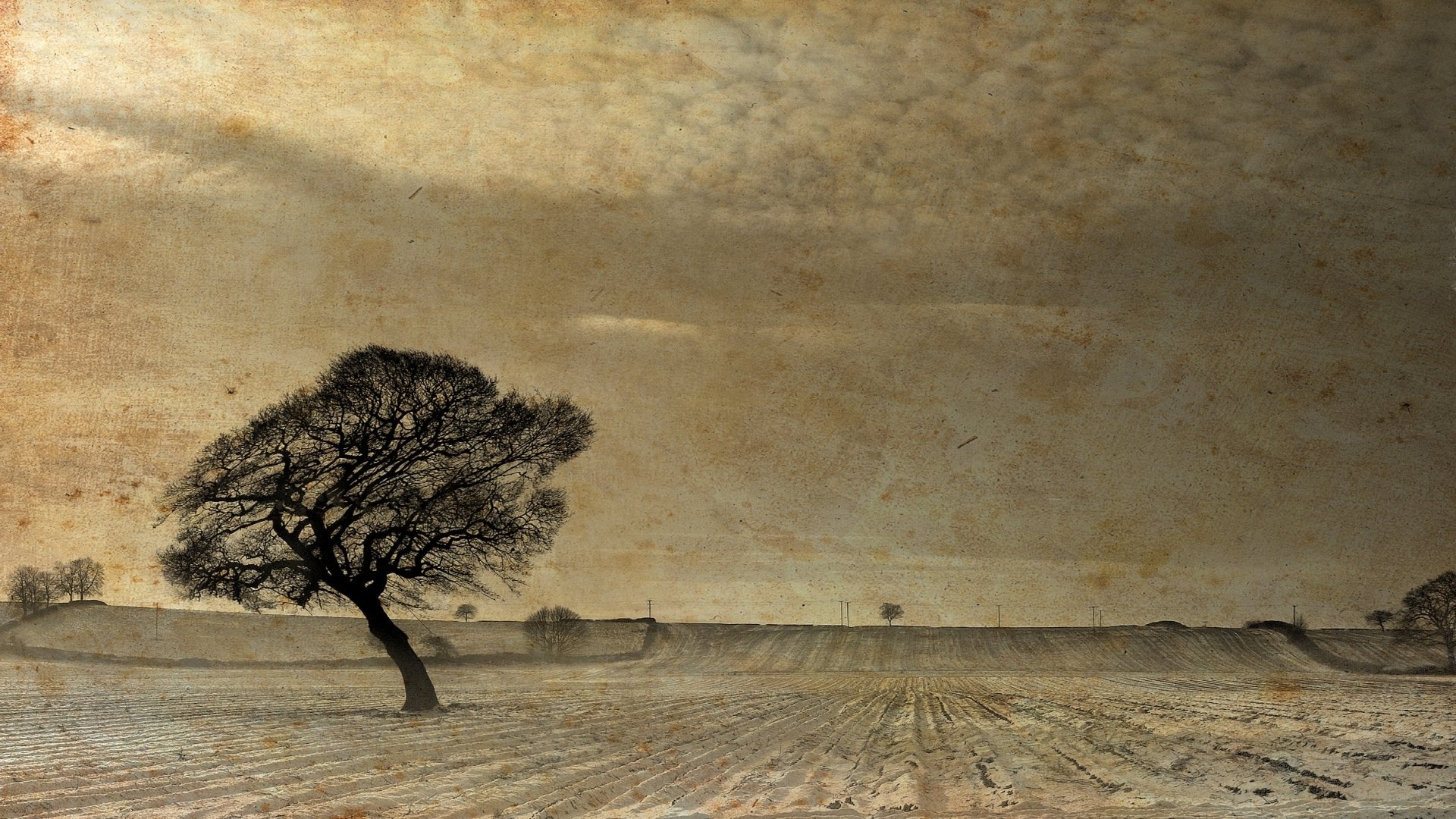 Download Nature Tree HD Wallpaper