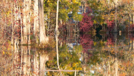 nature swamp HD Desktop Wallpaper | Background Image
