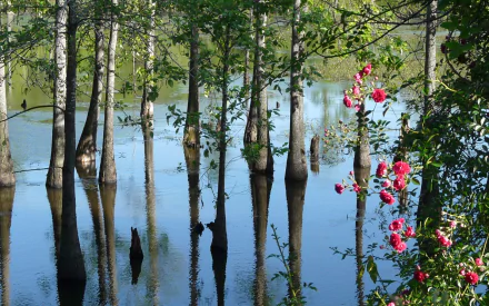 Nature HD PC desktop wallpaper and background showing a serene swamp: tree trunks rise from reflective water with bright pink flowers along the right edge.