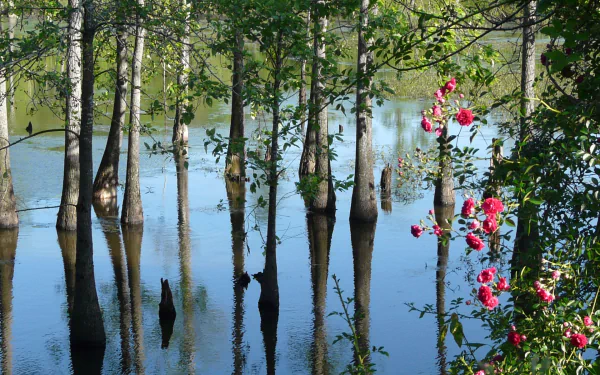 nature swamp HD Desktop Wallpaper | Background Image