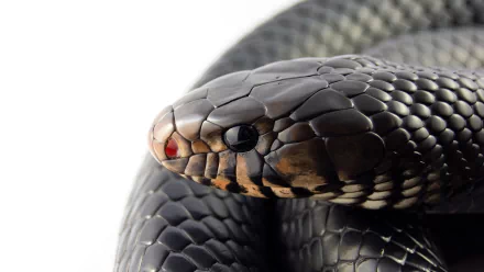 Animal snake HD Desktop Wallpaper | Background Image