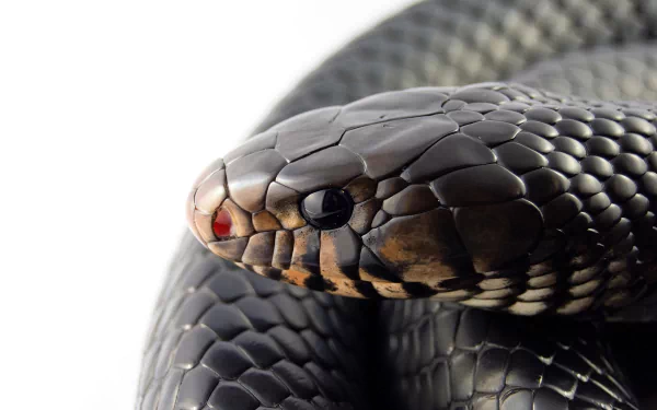 Animal snake HD Desktop Wallpaper | Background Image