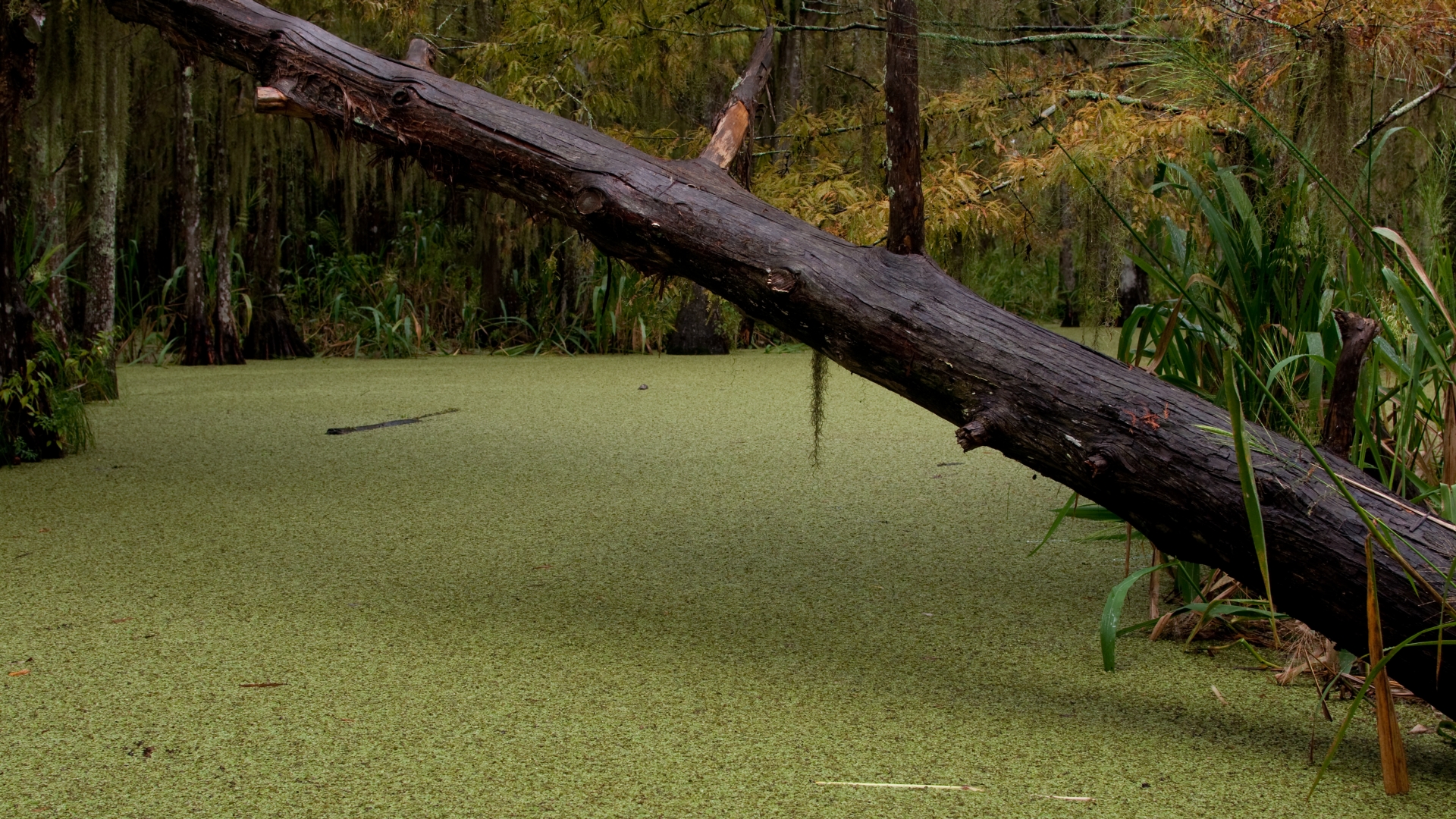 Swamp. 