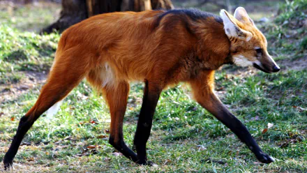 Animal Maned Wolf HD Desktop Wallpaper | Background Image