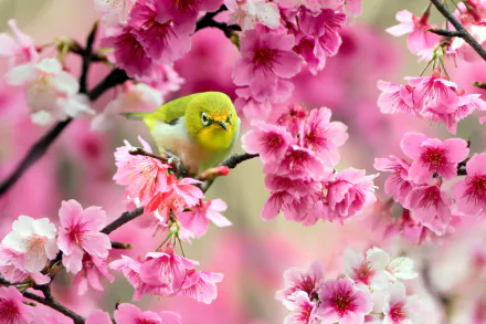A vibrant Japanese white-eye bird perched among bright pink cherry blossoms, captured in an HD desktop wallpaper showcasing nature's delicate beauty.