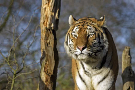 Sunlit tiger standing by weathered tree trunks, focused gaze and detailed stripes — 5K Ultra HD PC desktop wallpaper/background.