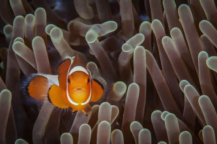Animal clownfish HD Desktop Wallpaper | Background Image
