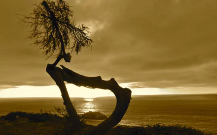 nature twisted tree HD Desktop Wallpaper | Background Image