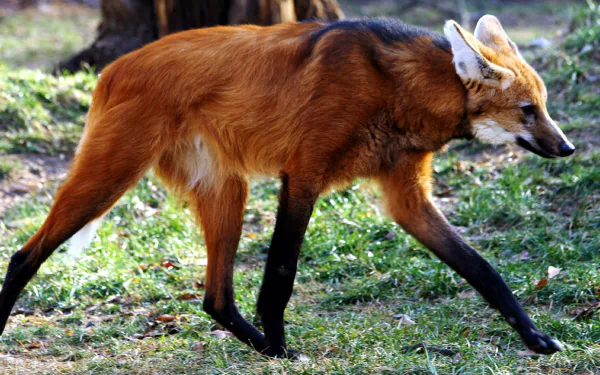 Animal Maned Wolf HD Desktop Wallpaper | Background Image