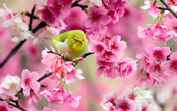 A vibrant Japanese white-eye bird perched among bright pink cherry blossoms, captured in an HD desktop wallpaper showcasing nature's delicate beauty.