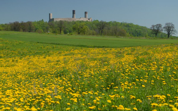 man made Checiny Castle HD Desktop Wallpaper | Background Image