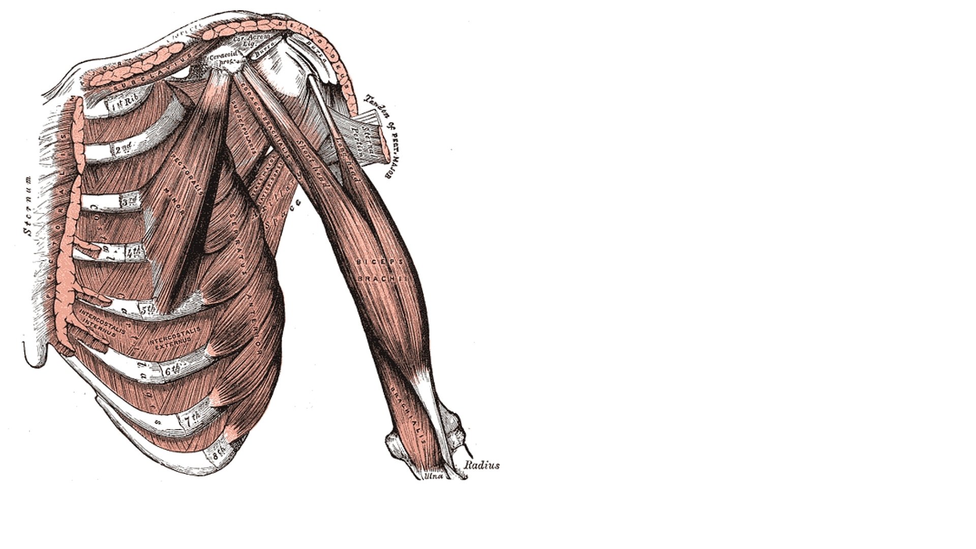 Artistic Anatomy HD Wallpaper