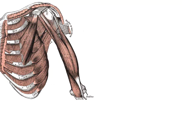 artistic anatomy HD Desktop Wallpaper | Background Image