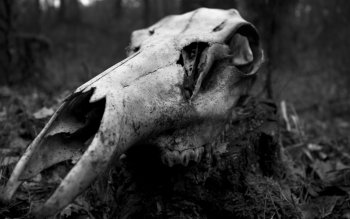 skull 4k skulls dark wallpapers skeleton horror evil artwork background ultra
