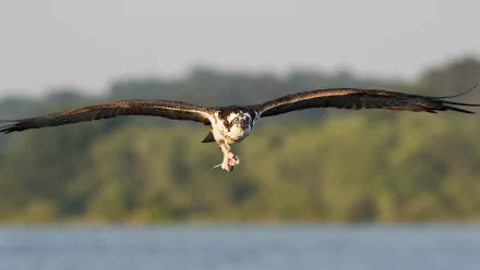 flying Animal bird Osprey (bird) HD Desktop Wallpaper | Background Image