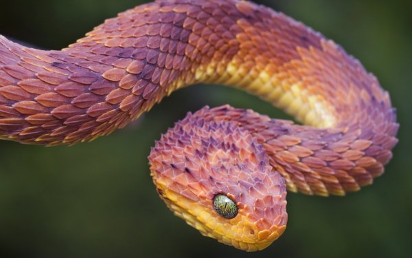 Animal Viper Reptiles Snakes Snake HD Wallpaper | Background Image