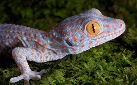 Close-up of a vibrant tokay gecko with blue-gray skin and orange spots on a mossy surface, captured in 4K Ultra HD for PC desktop wallpaper and background.
