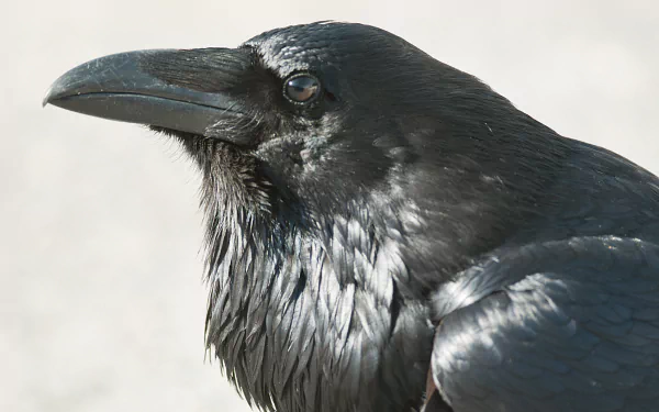 Animal raven HD Desktop Wallpaper | Background Image