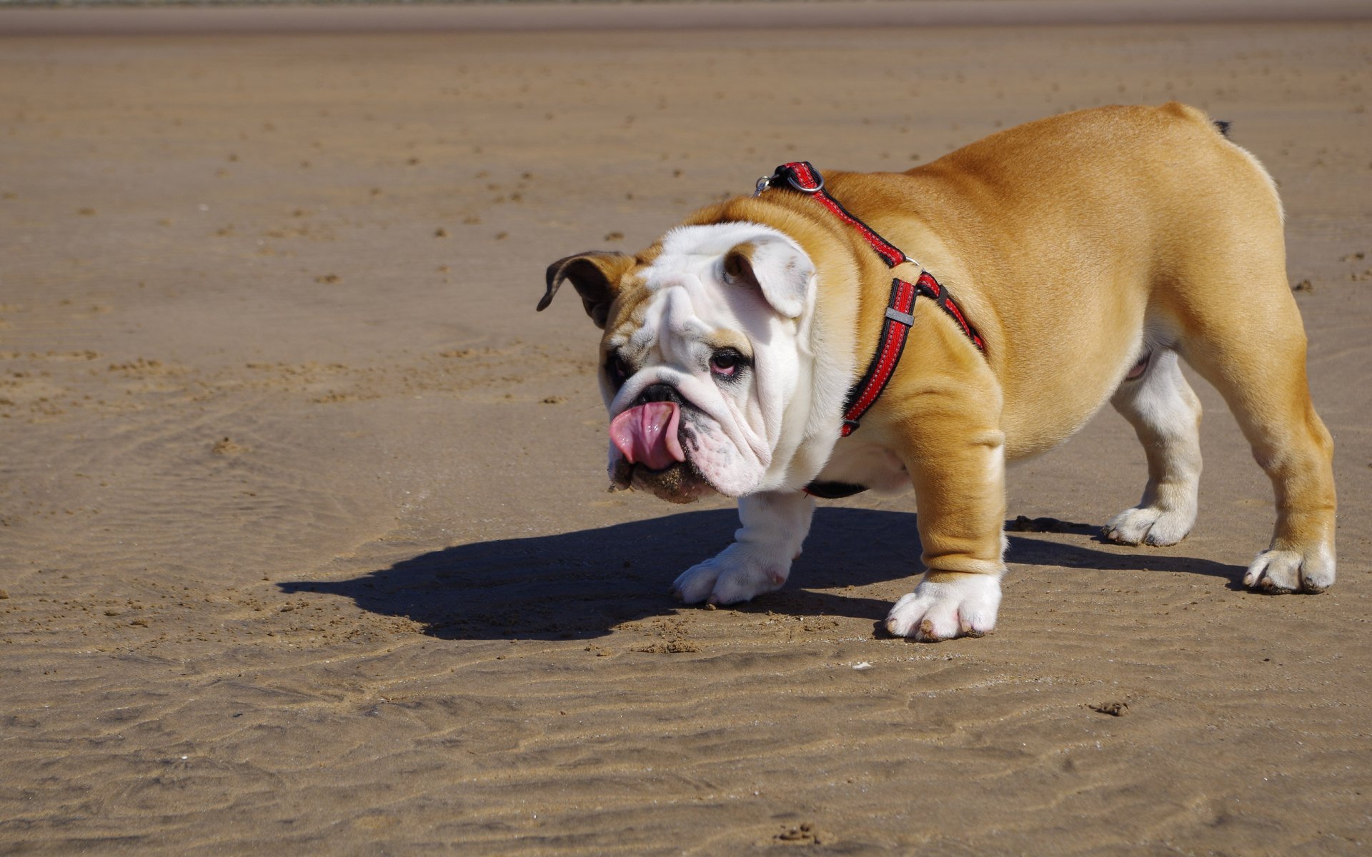 Download Dog Animal Bulldog HD Wallpaper