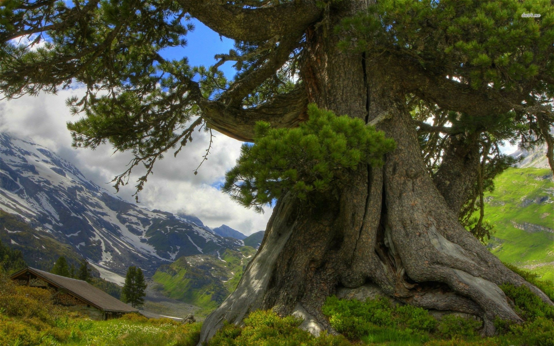 HD nature PC desktop wallpaper featuring a large, ancient tree trunk in the foreground with a mountainous landscape and blue sky in the background.