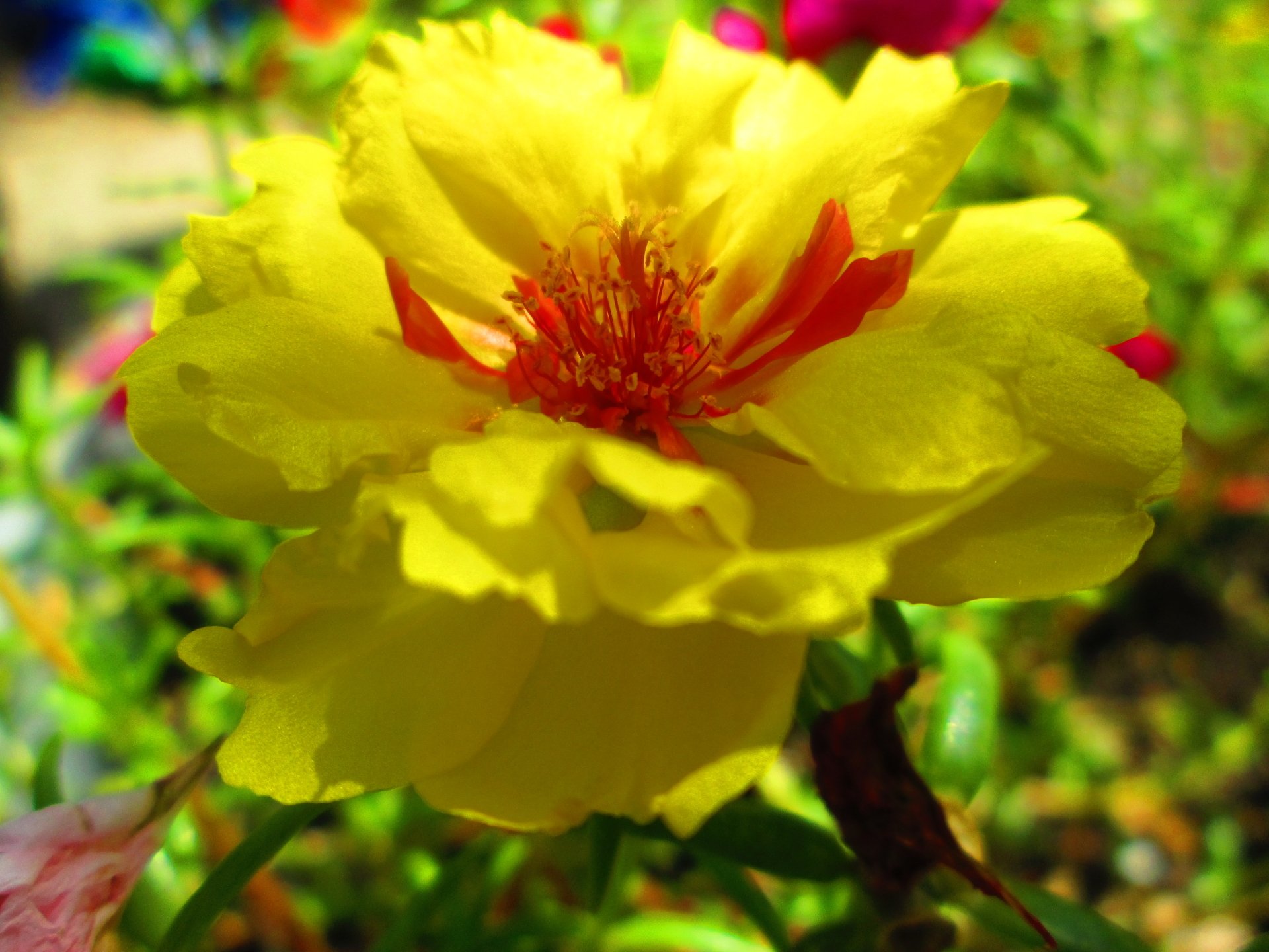 download moss roses for free