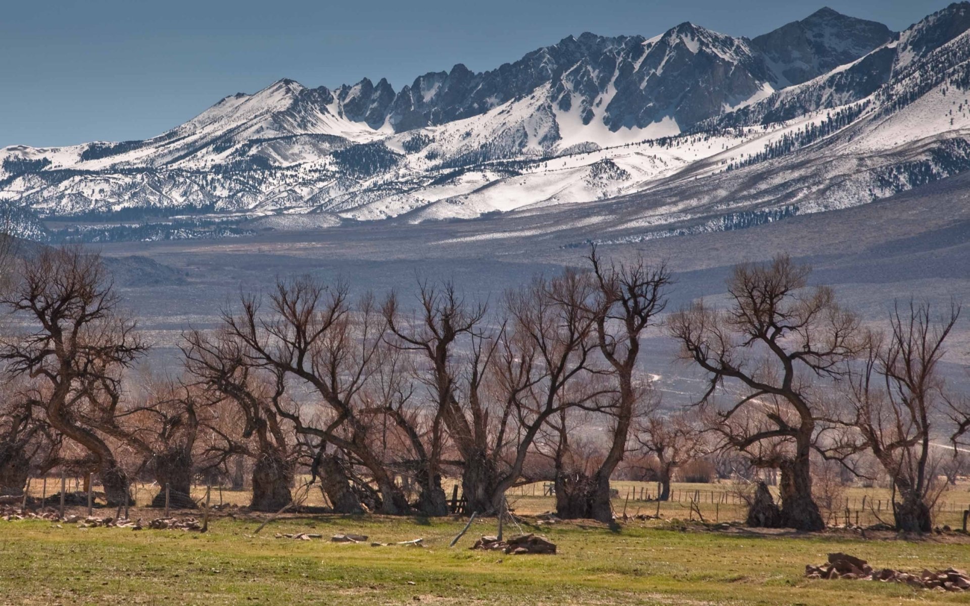 Download Nature Twisted Tree HD Wallpaper