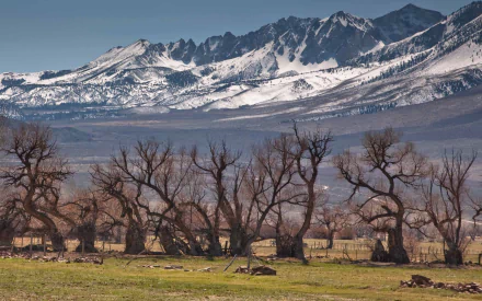 nature twisted tree HD Desktop Wallpaper | Background Image