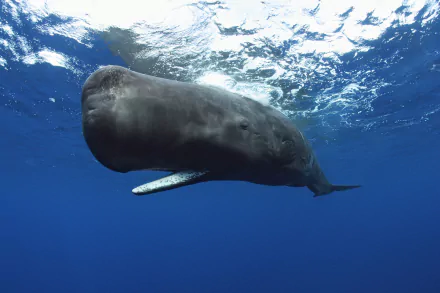 HD desktop wallpaper featuring a majestic sperm whale swimming underwater in deep blue ocean, showcasing the whale’s massive size and textured skin.