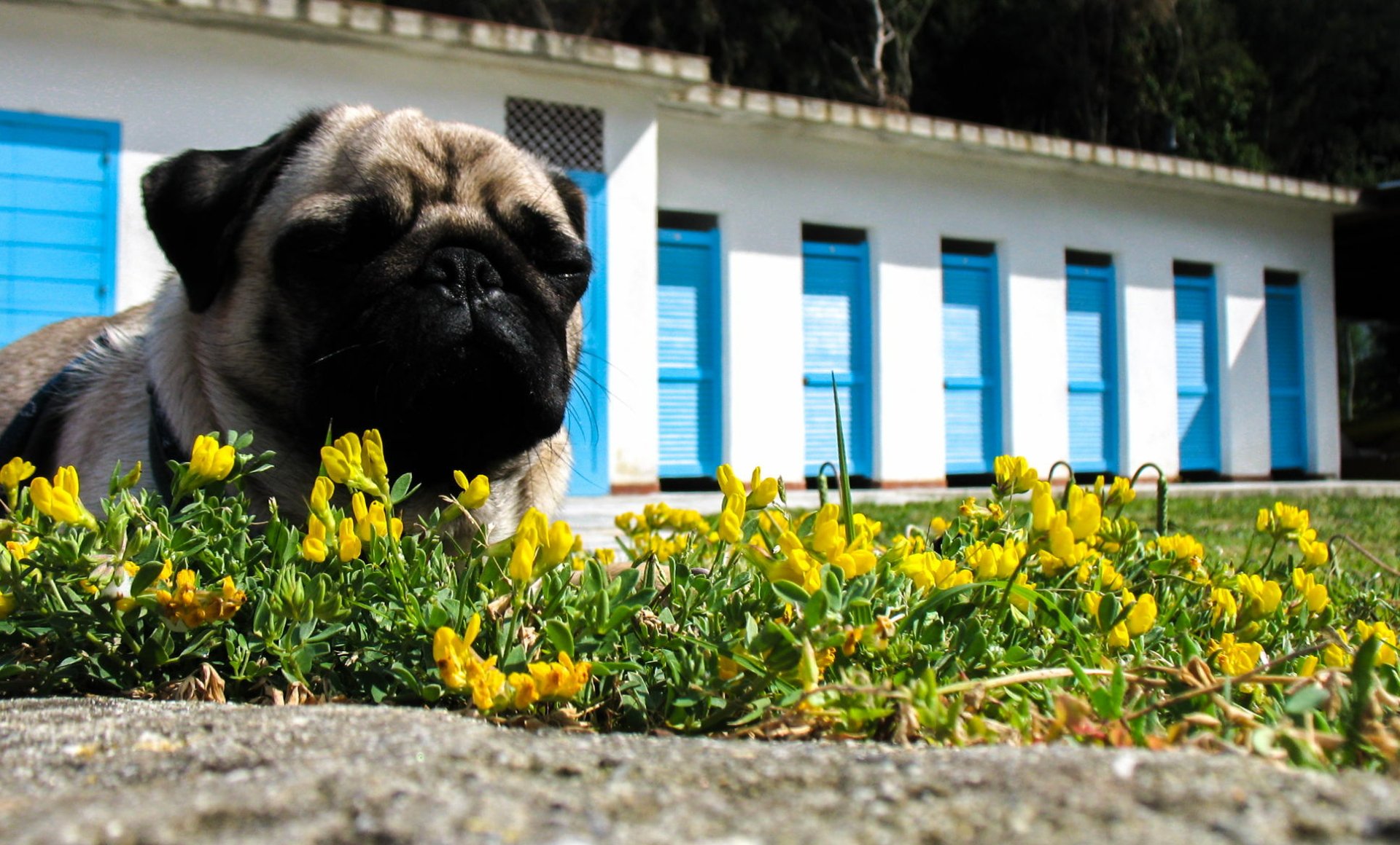A pug resting among vibrant yellow flowers, set against a backdrop of white buildings with blue doors. This HD image captures the charm of this playful dog in nature.