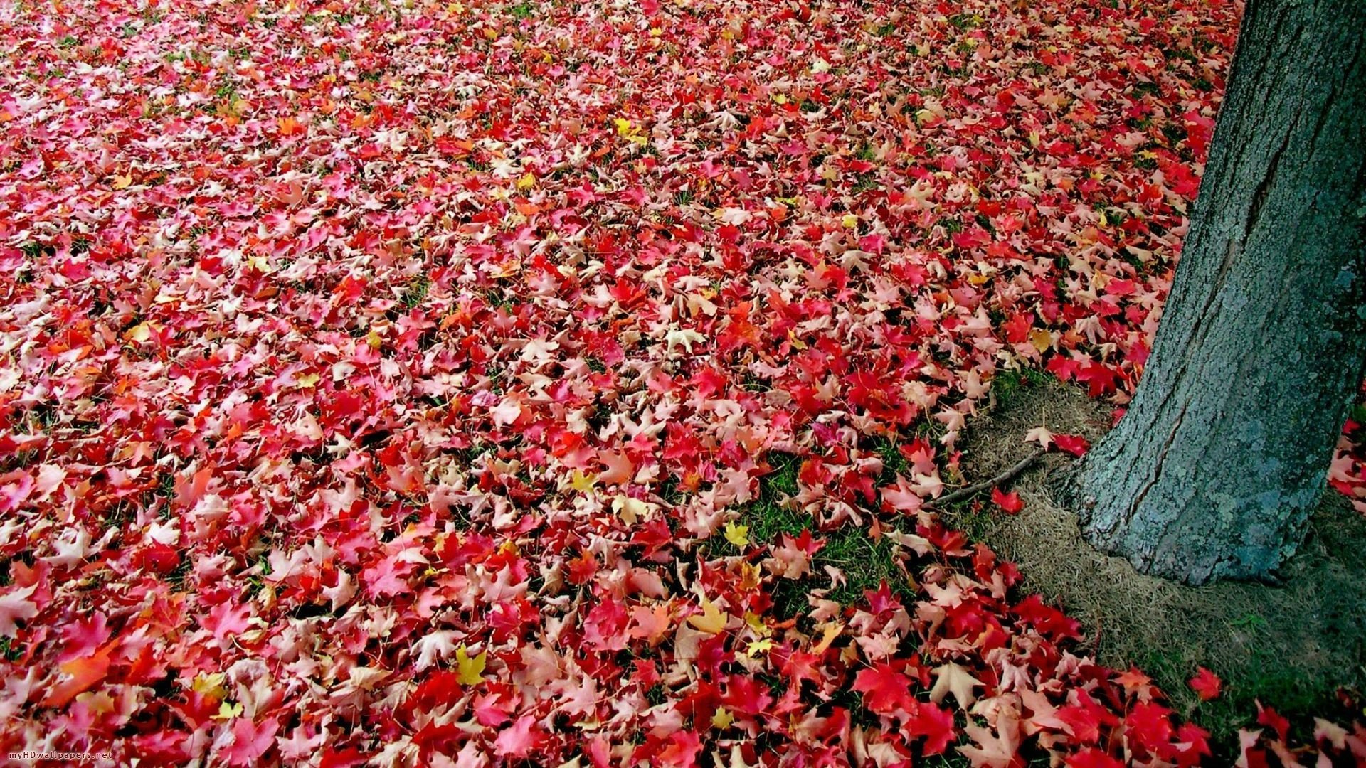 Nature, fall HD PC desktop wallpaper/background: tree trunk amid a vivid carpet of red and orange maple leaves.