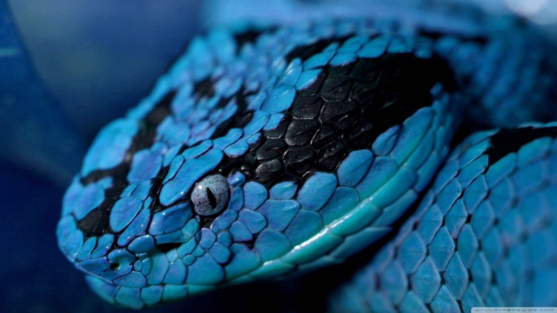 A striking close-up of a vibrant blue and black snake, showcasing its intricate scales. This HD wallpaper captures the beauty of this captivating animal.