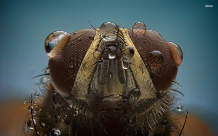 Animal fly HD Desktop Wallpaper | Background Image