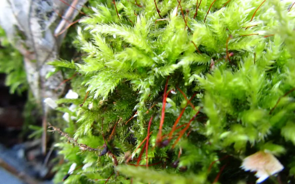 nature moss HD Desktop Wallpaper | Background Image
